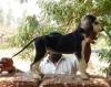 DogsIndia.com - Pashmi Hound - Tejas Kamalkar
