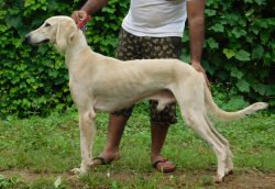 DogsIndia.com - Pashmi Hound - Tejas Kamalkar