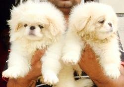 DogsIndia.com - Pekingese - Shabeer