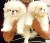 DogsIndia.com - Pekingese - Shabeer