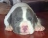 DogsIndia.com - Pit Bull - Maria