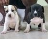 DogsIndia.com - American Pit Bull - Y.K.Reddy