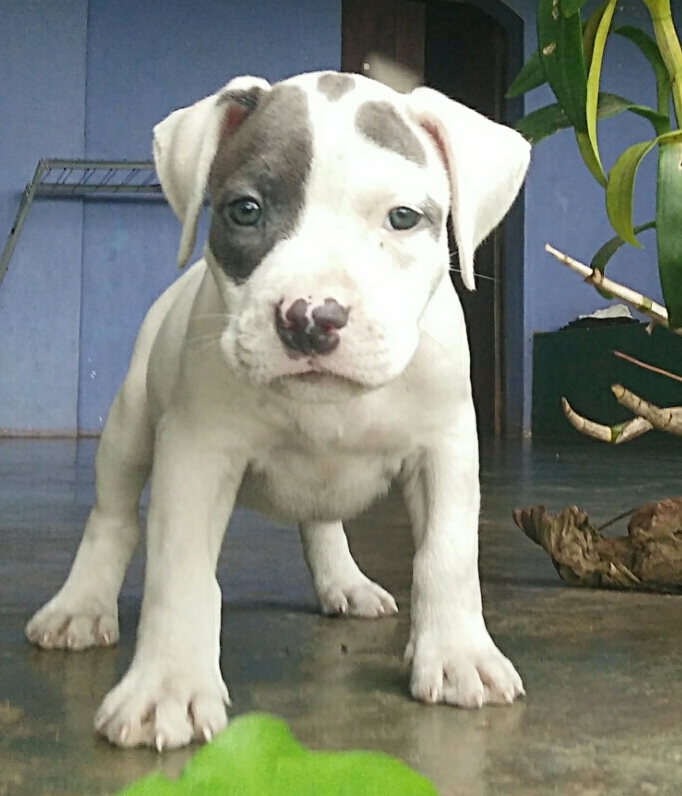DogsIndia.com - American Pit Bull - Maria