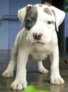 DogsIndia.com - American Pit Bull - Maria