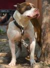 DogsIndia.com - Pit Bull Terrier - Nirmal