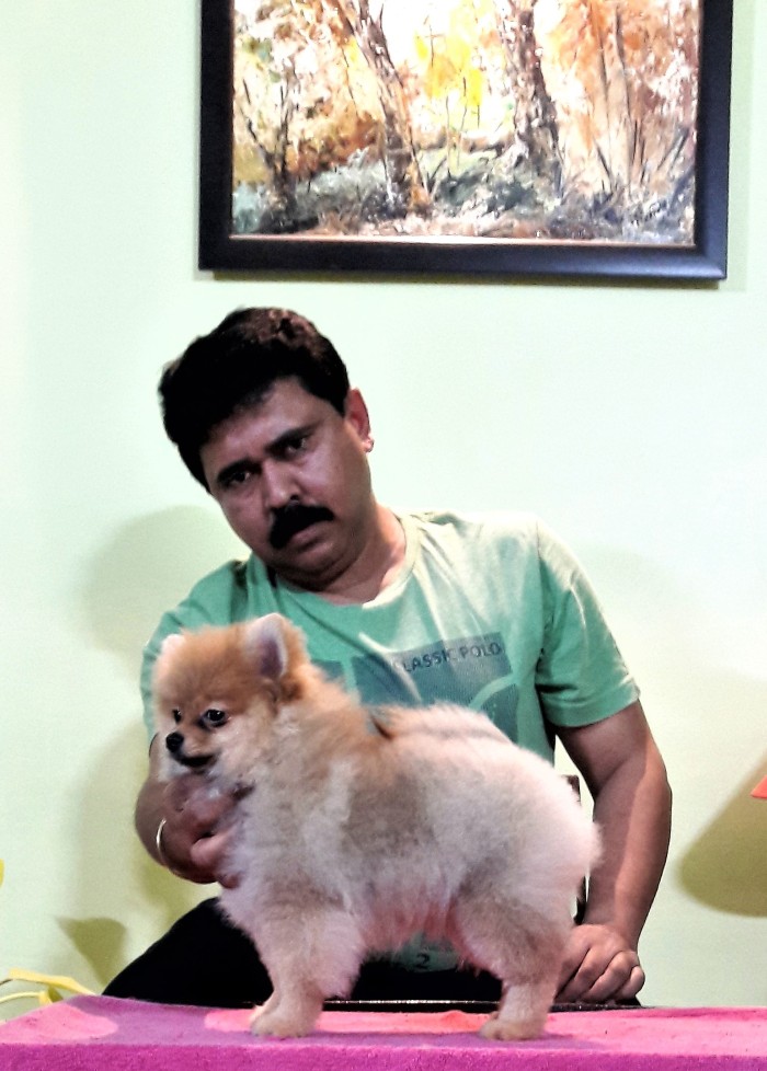 DogsIndia.com - Pomeranian - Mrinmoy Datta