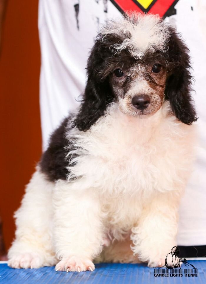 Miniature Poodle Candle Lights Kennel