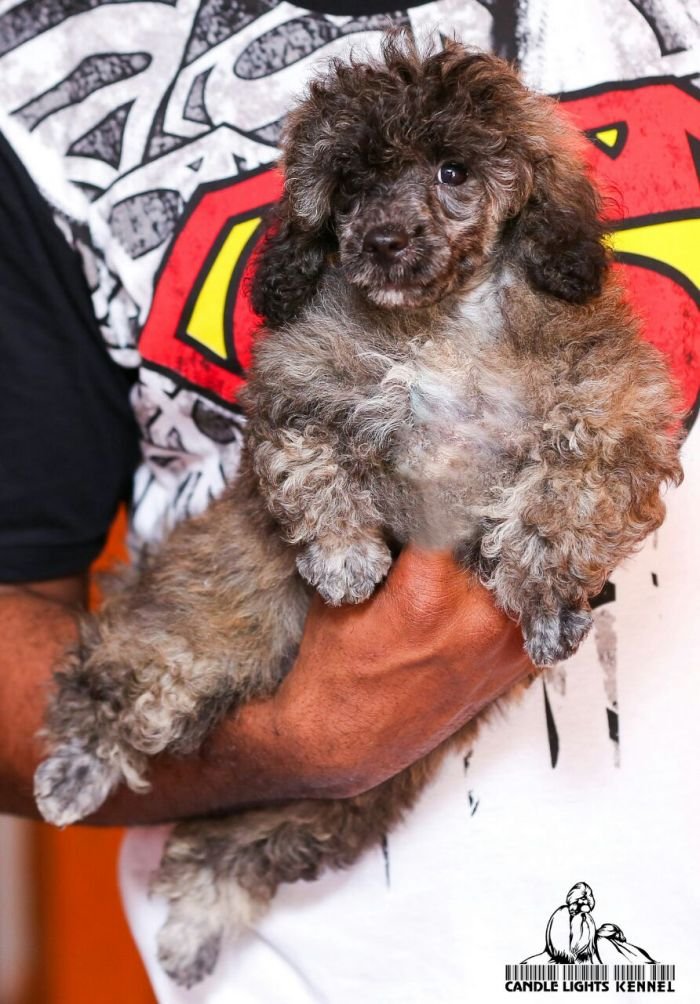 Miniature Poodle Candle Lights Kennel