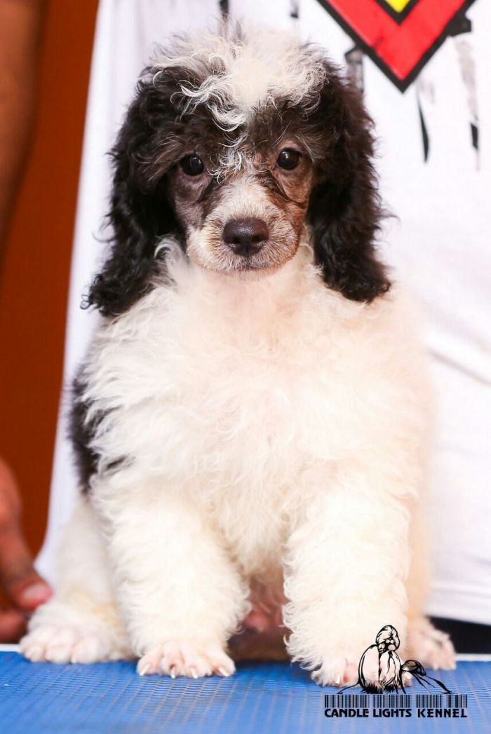 Miniature Poodle Candle Lights Kennel