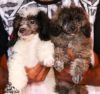 DogsIndia.com - Miniature Poodle - Candle Lights Kennel