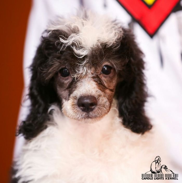 Miniature Poodle Candle Lights Kennel