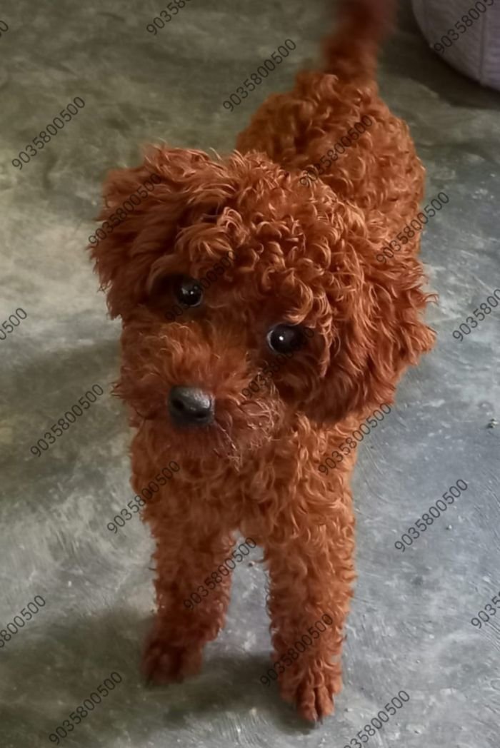 DogsIndia.com - Toy Poodle - Sanram's Kennel