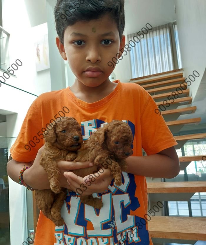 DogsIndia.com - Toy Poodle - Sanram's Kennel