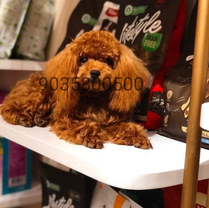 DogsIndia.com - Toy Poodle - Sanram's Kennel