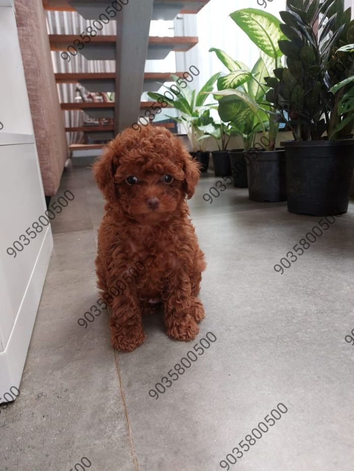 DogsIndia.com - Toy Poodle - Sanram's Kennel