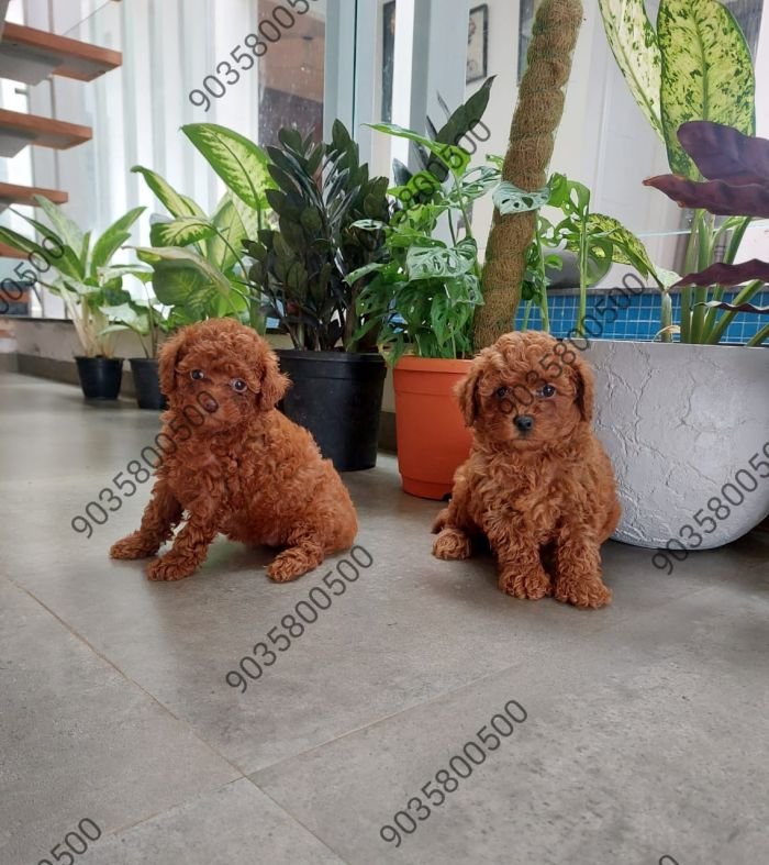 DogsIndia.com - Toy Poodle - Sanram's Kennel