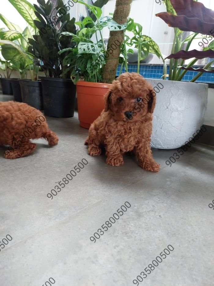 DogsIndia.com - Toy Poodle - Sanram's Kennel