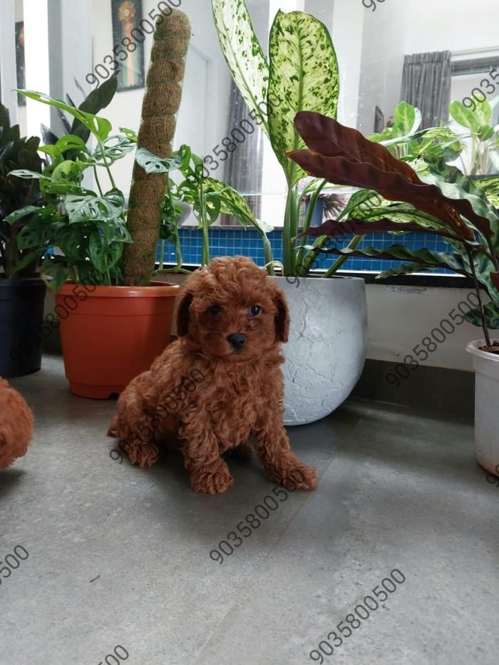 DogsIndia.com - Toy Poodle - Sanram's Kennel