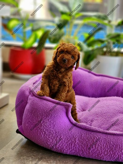 DogsIndia.com - Toy Poodle - Sanram's Kennel