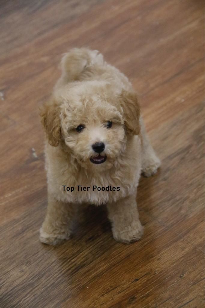 DogsIndia.com - Toy Poodle - Toptier
