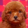 DogsIndia.com - Toy Poodle - Candle Light's Kennel
