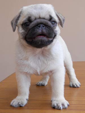pug puppies ontario puppies on pug puppies for sale ready for 100 usd breeds picture pug puppies ontario puppies on pug puppies for sale ready for 100 usd breeds picture