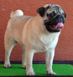 DogsIndia.com - Pug - Mrinmoy Dutta - Pinkwaves Kennel