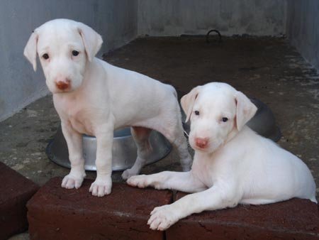 Dogs Or Puppies For Sale Dogs Or Puppies For Sale