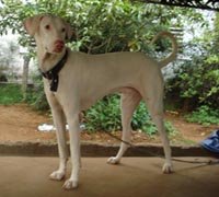 dog rajapalayam