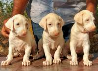 DogsIndia.com - Rajapalayam - MAG Kennels