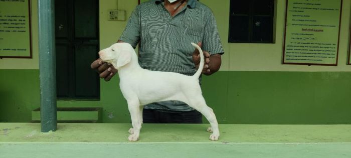 DogsIndia.com - Rajapalayam - MAG Kennels