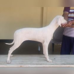 DogsIndia.com - Rajapalayam - Prithviraj