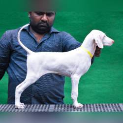 DogsIndia.com - Rajapalayam - Raghlin's - R.Vijayaraghavan
