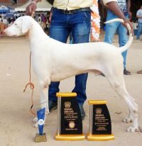 DogsIndia.com - Rajapalayam - Danelands Kennel (Rajan)