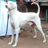 DogsIndia.com - Rajapalayam - Lushdale's Kennel - Tharani Tharan