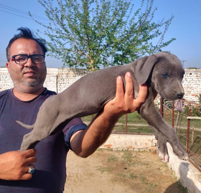 DogsIndia.com - Rampur Hound - Aatif