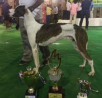 DogsIndia.com -Rampur Hound - Tazi Kennels
