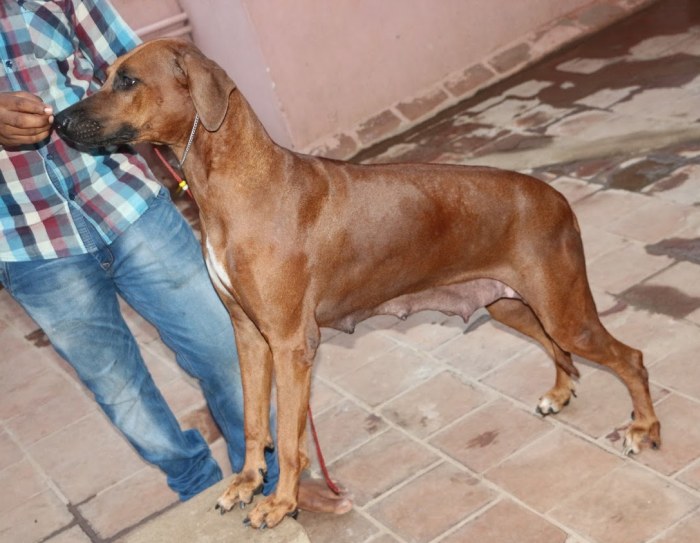 DogsIndia.com - Rhodesian Ridgeback- Red Rooyens Kennel