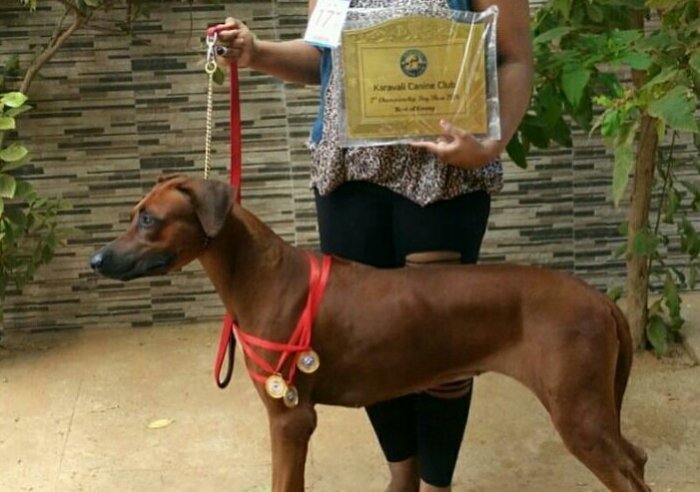 DogsIndia.com - Rhodesian Ridgeback- Red Rooyens Kennel