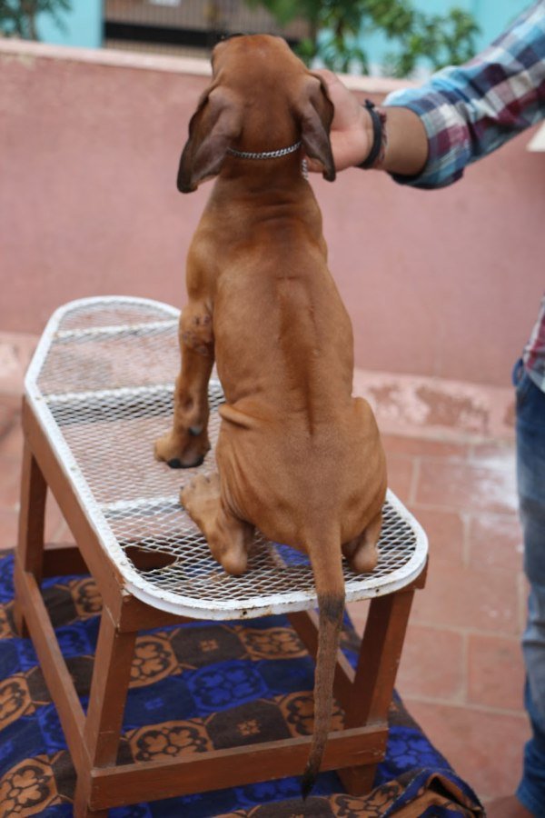 DogsIndia.com - Rhodesian Ridgeback- Red Rooyens Kennel