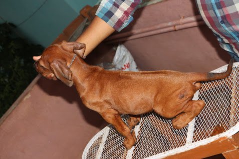 DogsIndia.com - Rhodesian Ridgeback- Red Rooyens Kennel