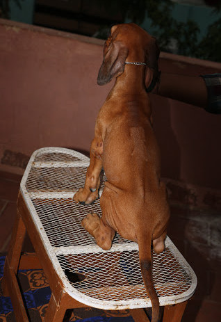 DogsIndia.com - Rhodesian Ridgeback- Red Rooyens Kennel
