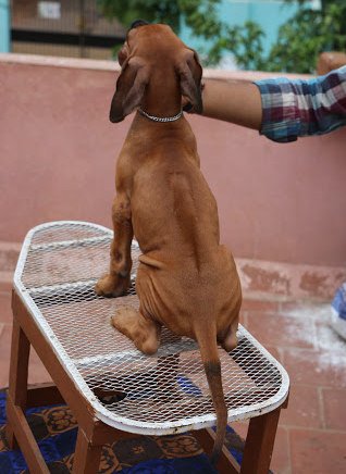 DogsIndia.com - Rhodesian Ridgeback- Red Rooyens Kennel