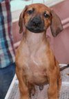 DogsIndia.com - Rhodesian Ridgeback- Red Rooyens Kennel