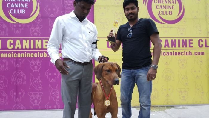 DogsIndia.com - Rhodesian Ridgeback- Red Rooyens Kennel