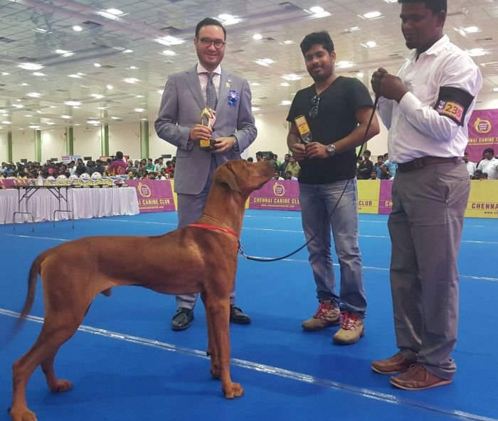 DogsIndia.com - Rhodesian Ridgeback- Red Rooyens Kennel