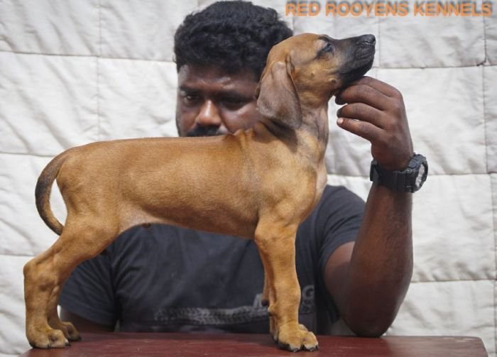 DogsIndia.com - Rhodesian Ridgeback- Red Rooyens Kennel