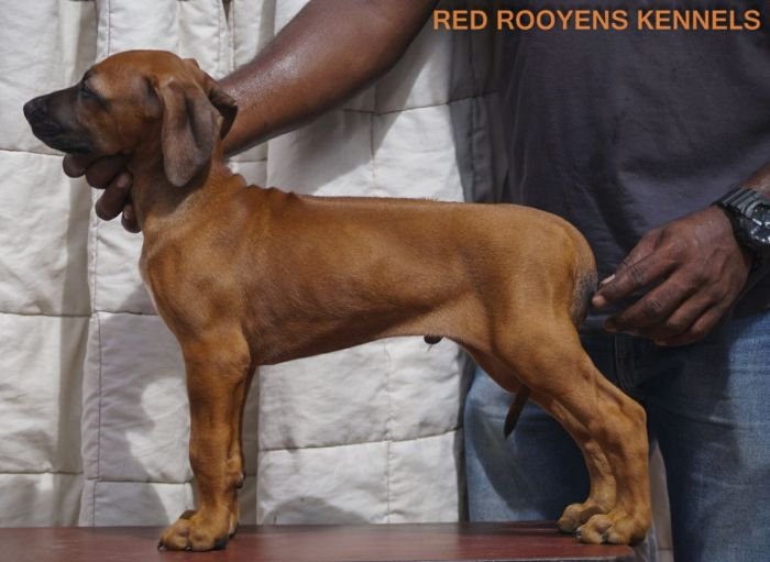 DogsIndia.com - Rhodesian Ridgeback- Red Rooyens Kennel