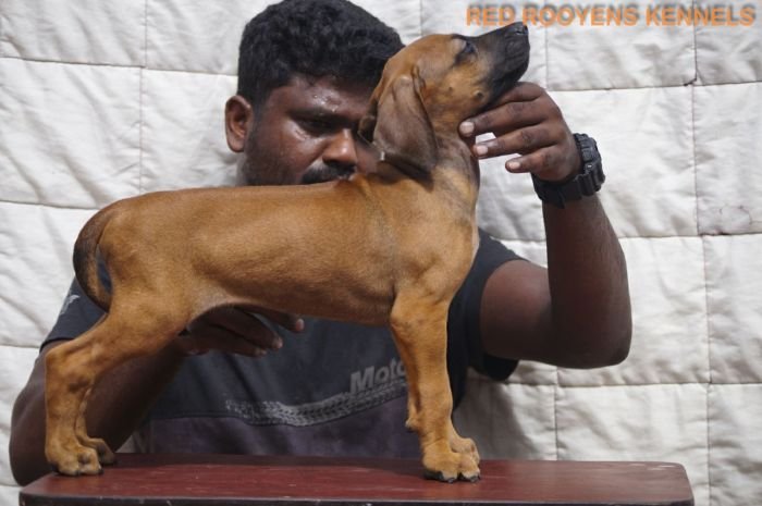 DogsIndia.com - Rhodesian Ridgeback- Red Rooyens Kennel