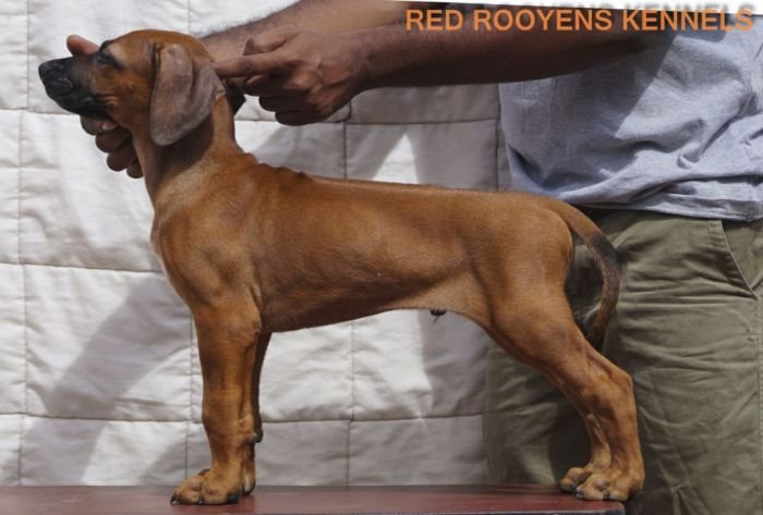 DogsIndia.com - Rhodesian Ridgeback- Red Rooyens Kennel